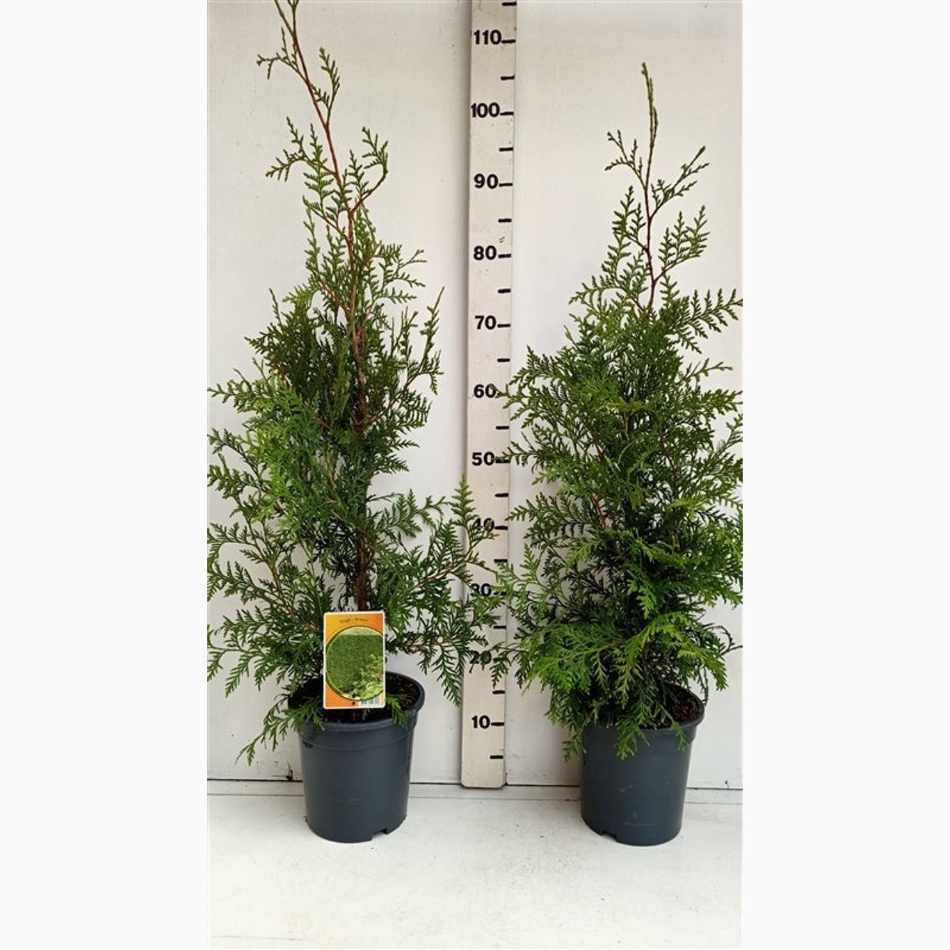 Thuja – Thuja occidentalis 'Brabant' - C3 60-80 CM